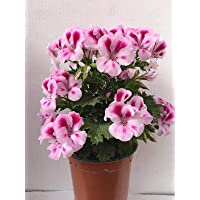 Los mejores  - Geranio Pelargonium Grandiflorum (Pack 6 Plantas) 14 cm ø - Vipar Garden 8